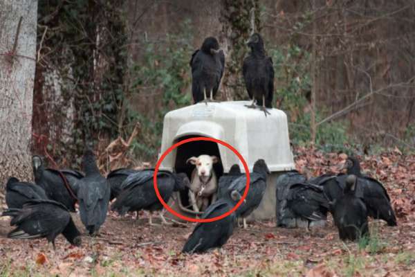 Taboola Ad Example 36769 - Когда собаку нашли в лесу, их ждало шокирующее открытие